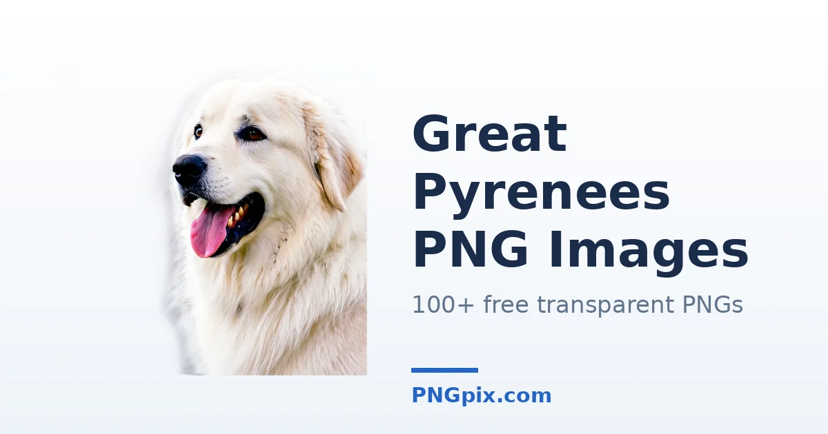 Great Pyrenees PNG images