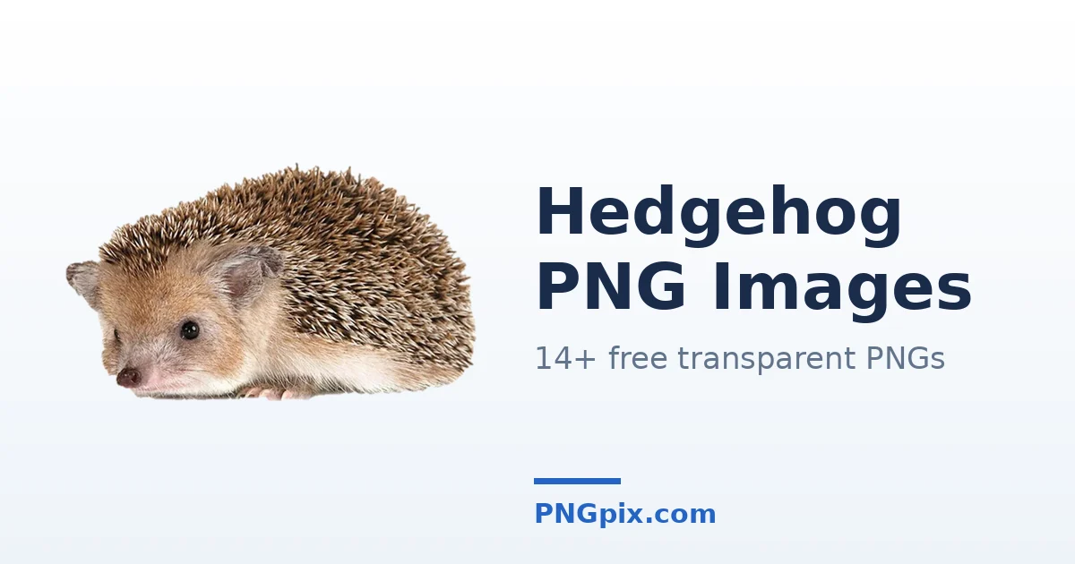 Hedgehog PNG images