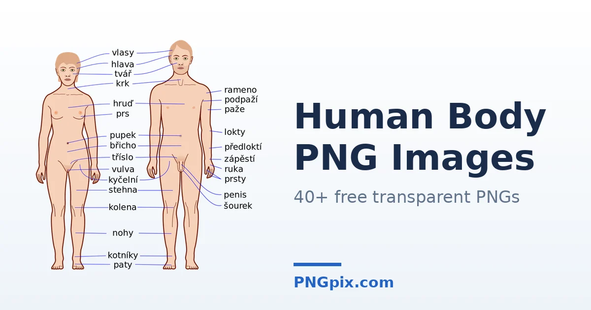 Human Body PNG images