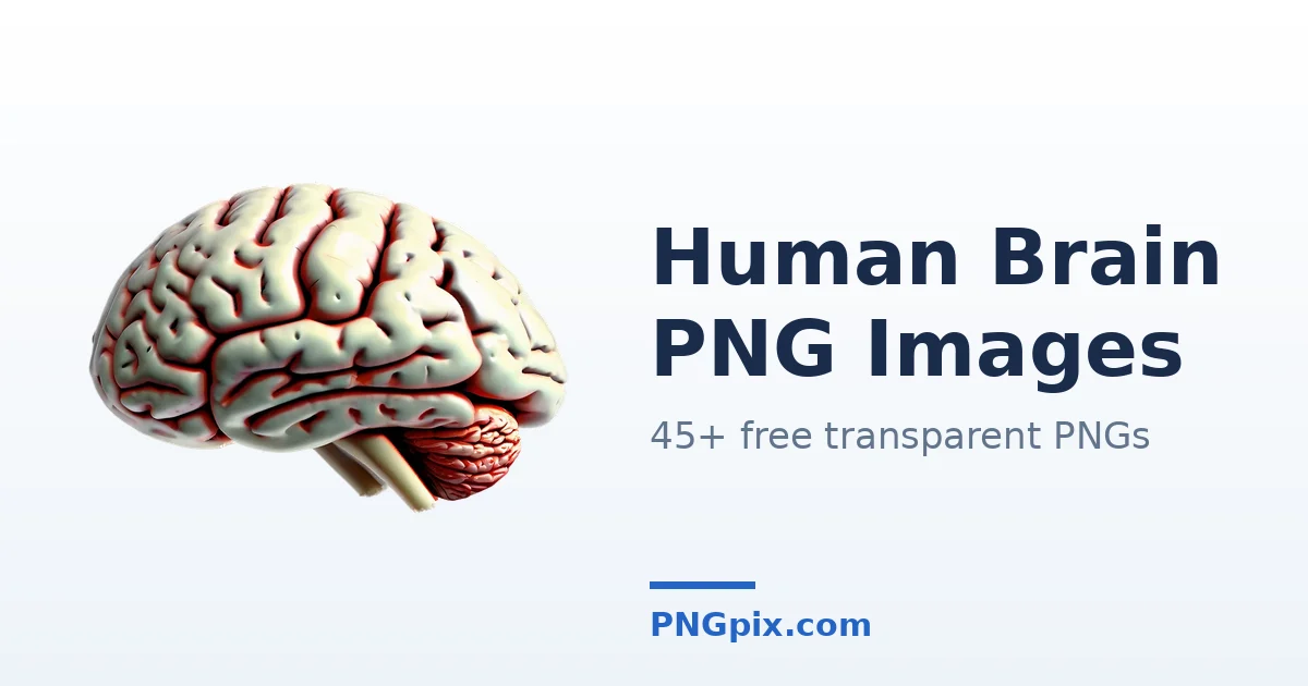 Human Brain PNG images