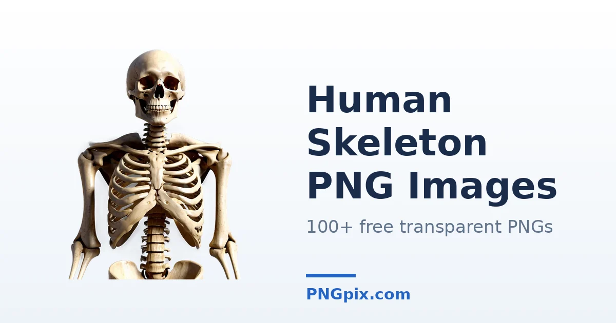 Human Skeleton PNG images