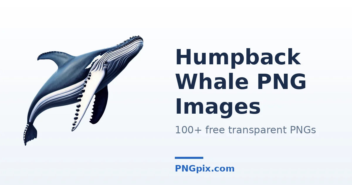Humpback Whale PNG images