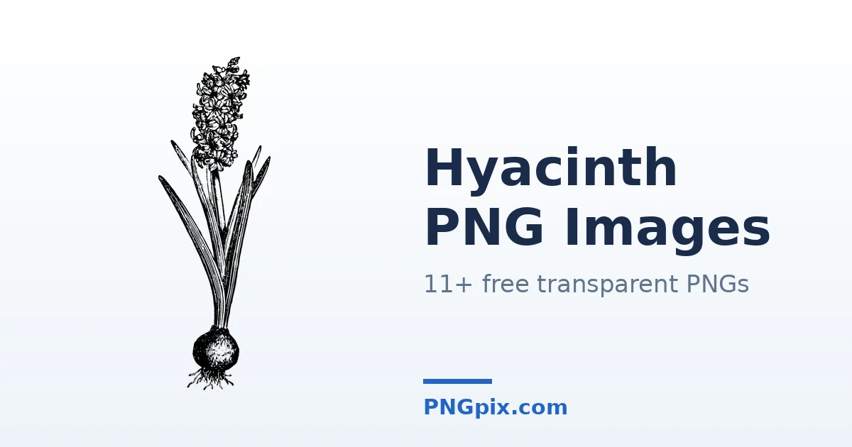Hyacinth PNG images