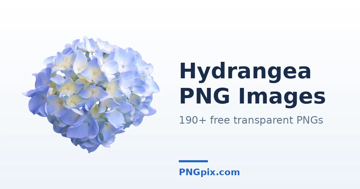 Hydrangea PNG images
