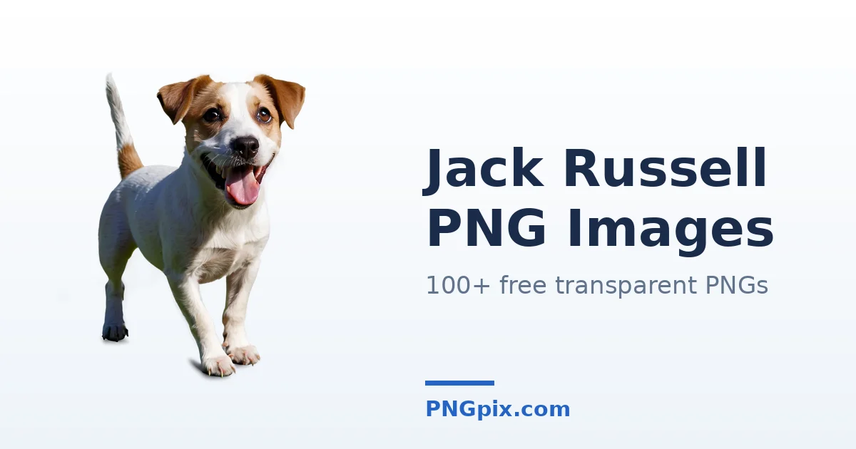 Jack Russell PNG images