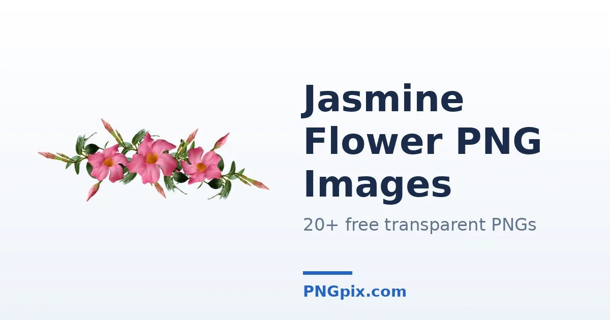 Jasmine Flower PNG images