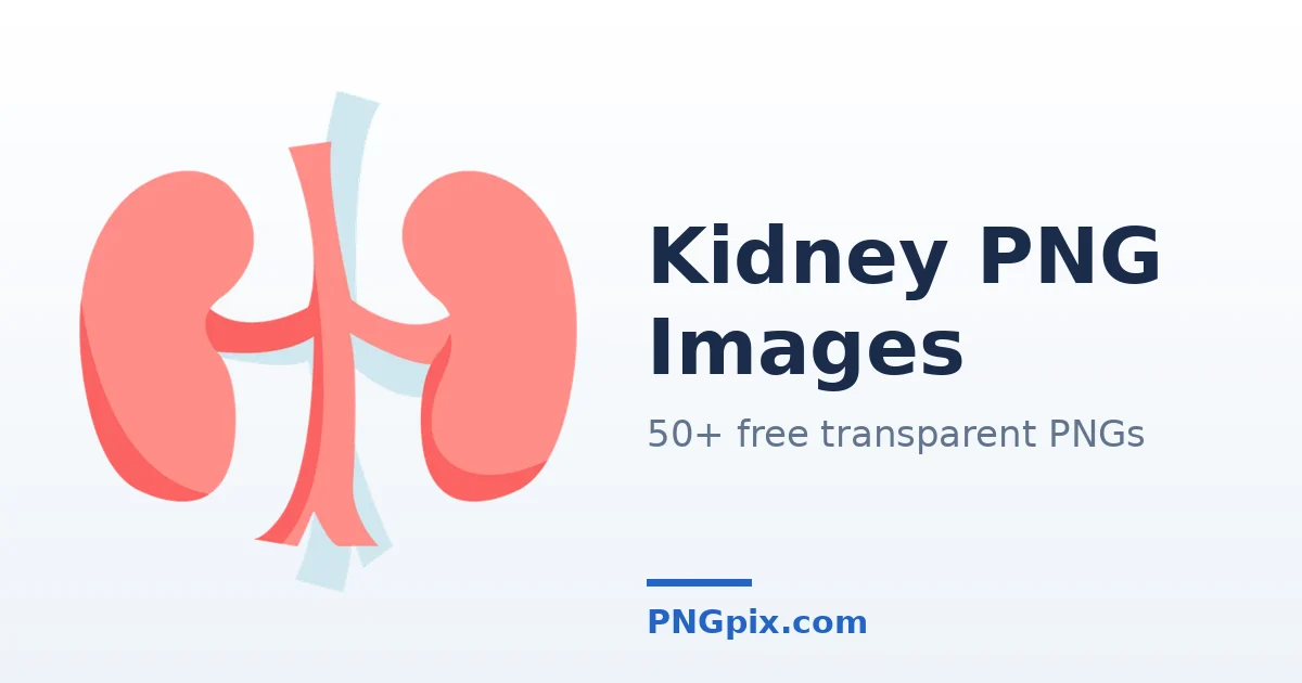 Kidney PNG images
