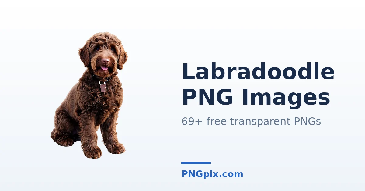 Labradoodle PNG images