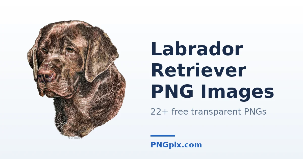 Labrador Retriever PNG images