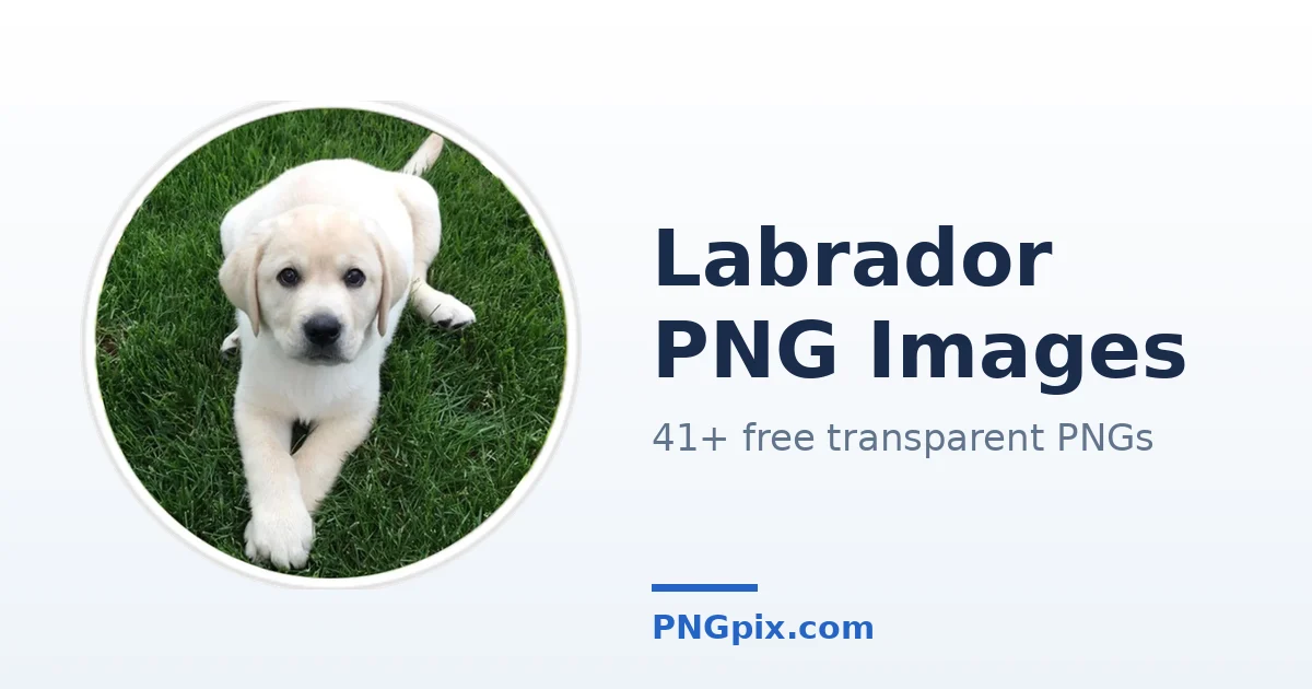Labrador PNG images