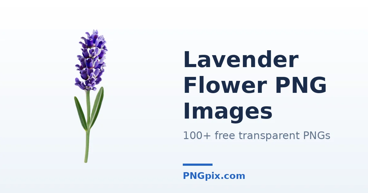 Lavender Flower PNG images