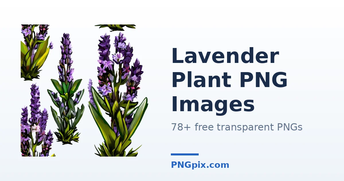 Lavender Plant PNG images