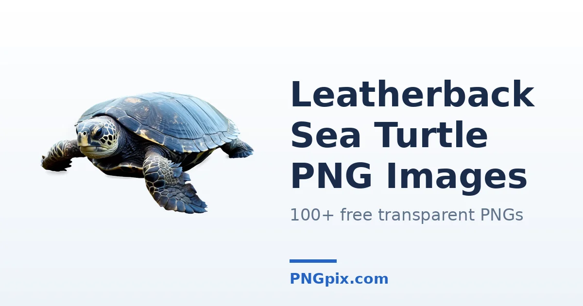 Leatherback Sea Turtle PNG images