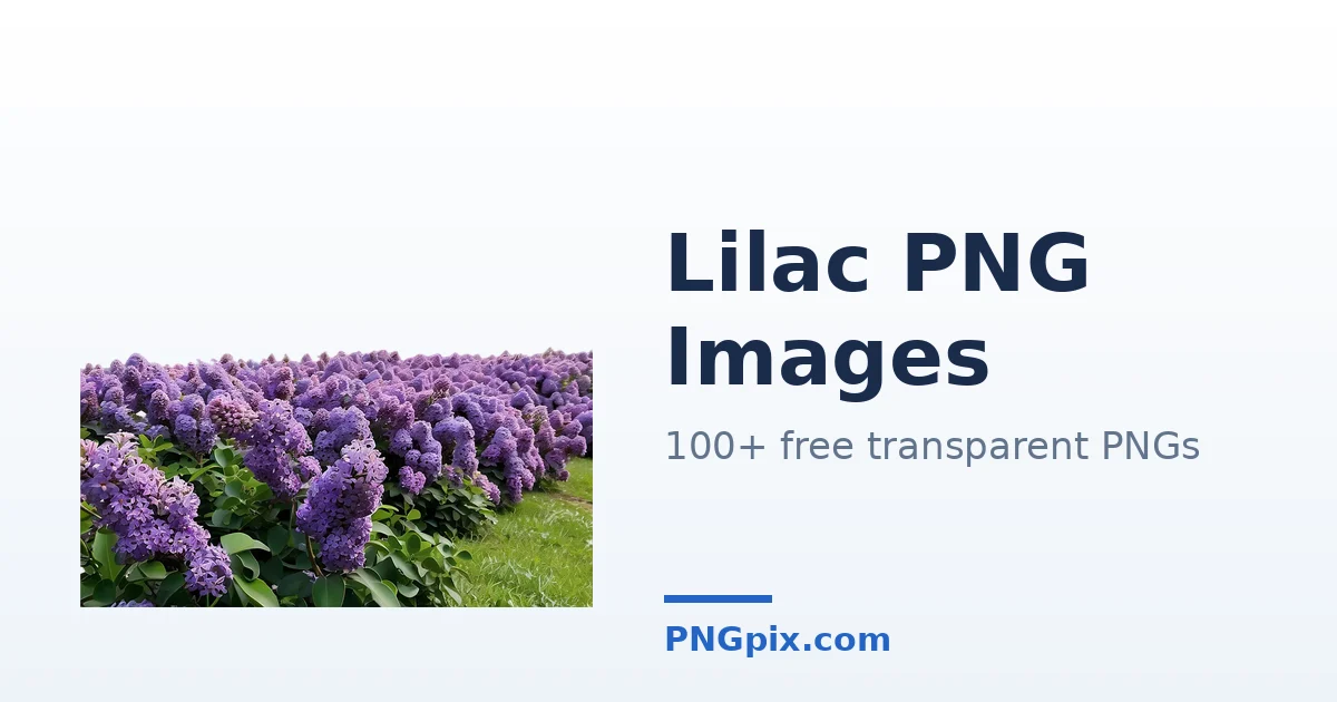 Lilac PNG images