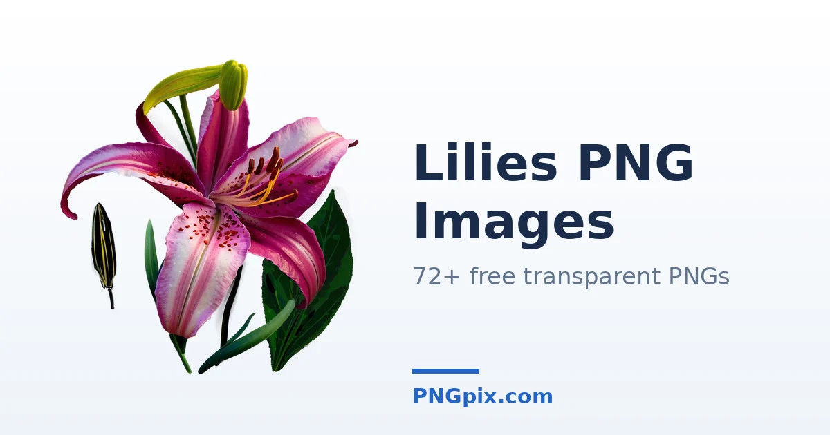 Lilies PNG images