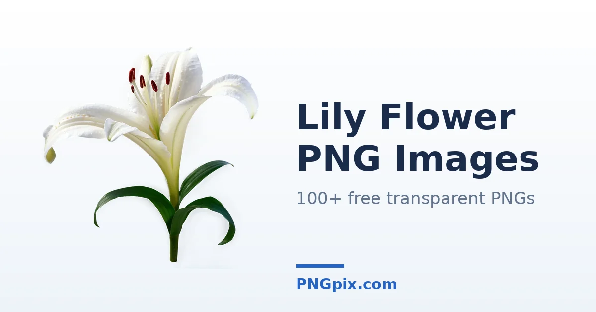 Lily Flower PNG images
