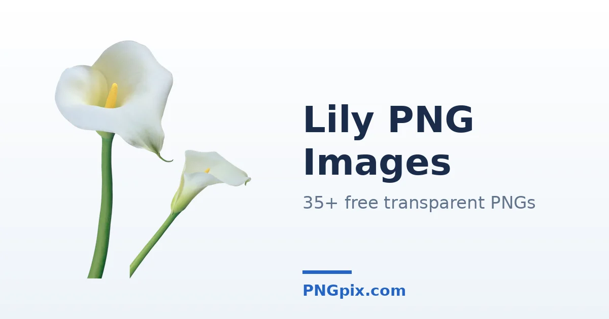 Lily PNG images