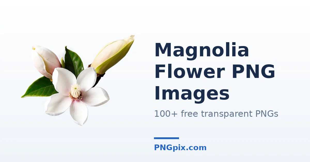 Magnolia Flower PNG images