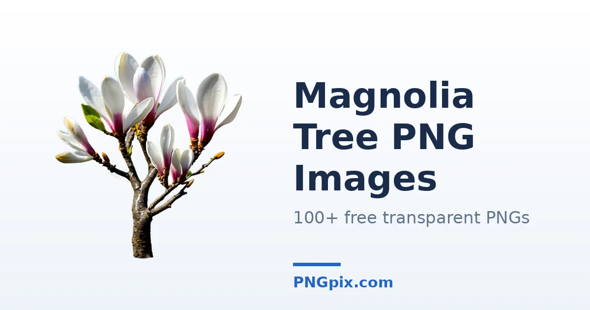 Magnolia Tree PNG images