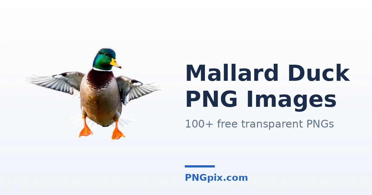 Mallard Duck PNG images