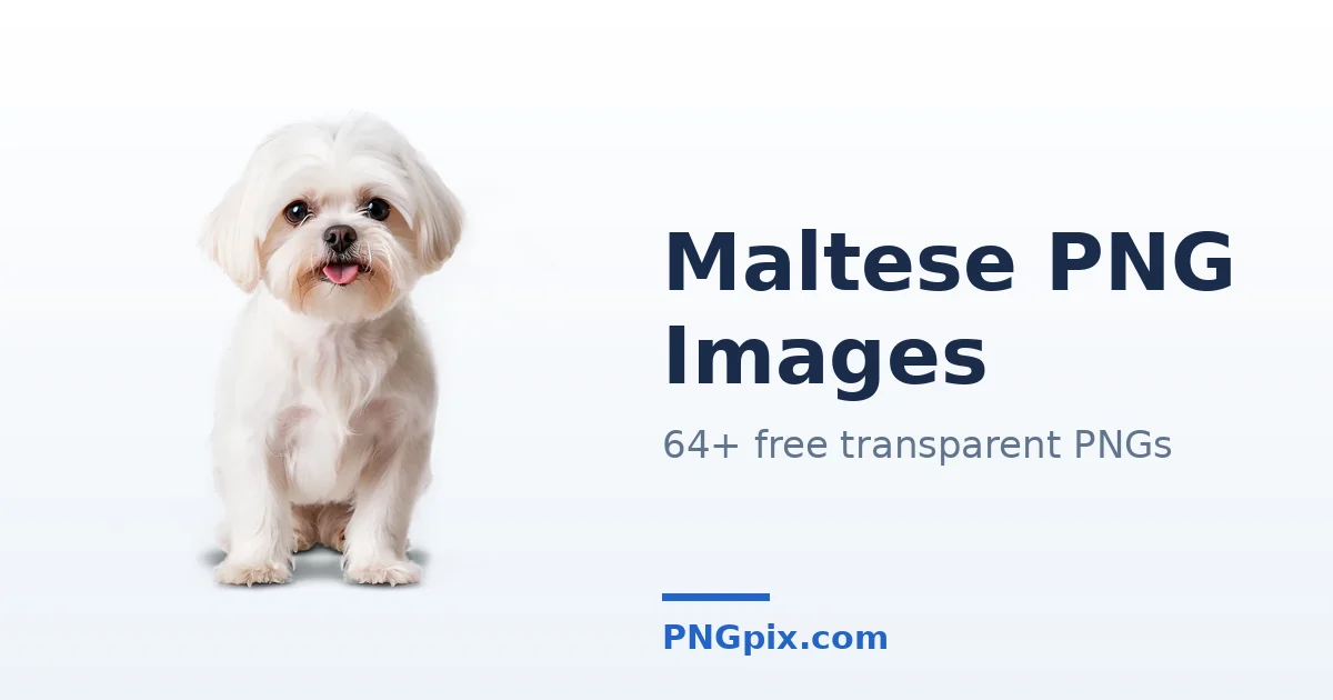 Maltese PNG images