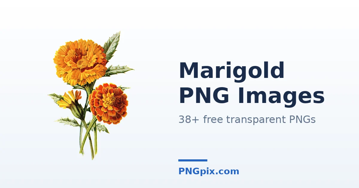 Marigold PNG images