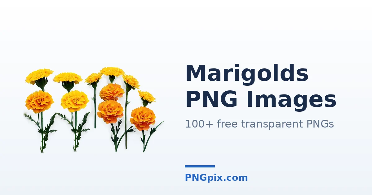Marigolds PNG images