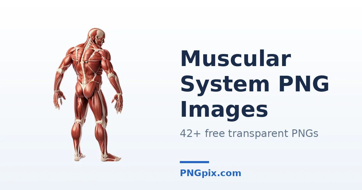 Muscular System PNG images