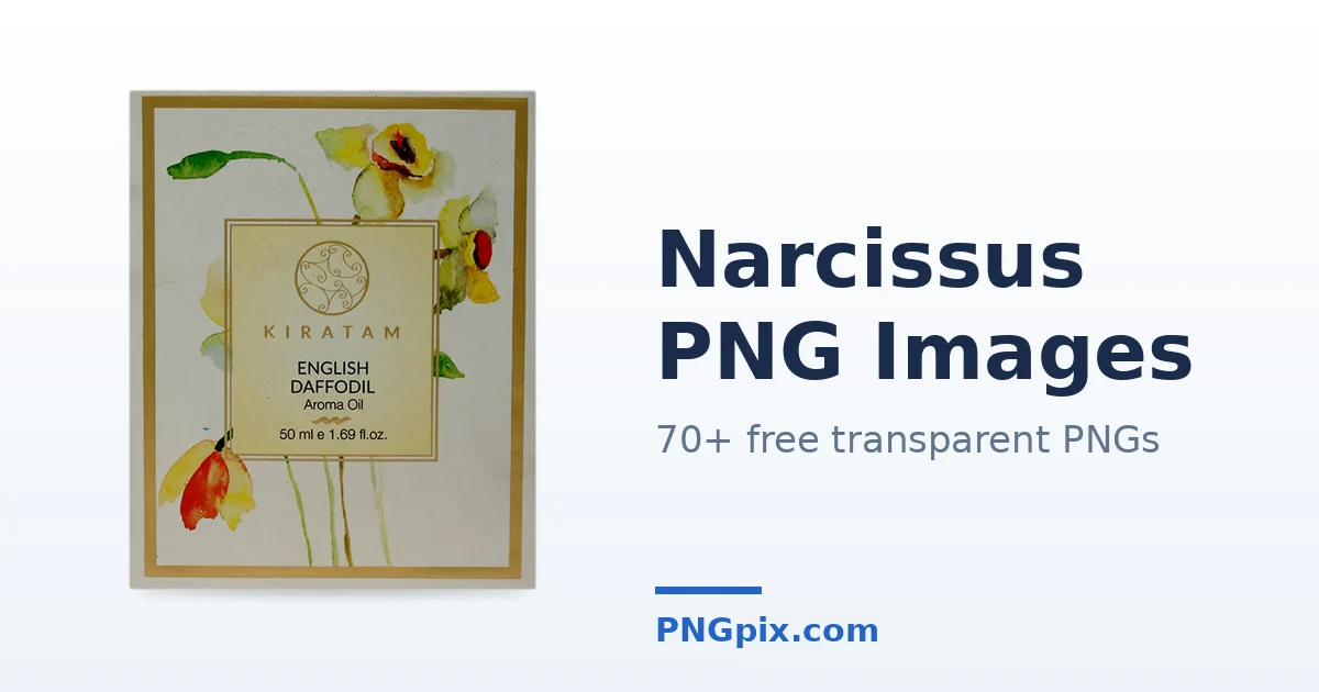 Narcissus PNG images