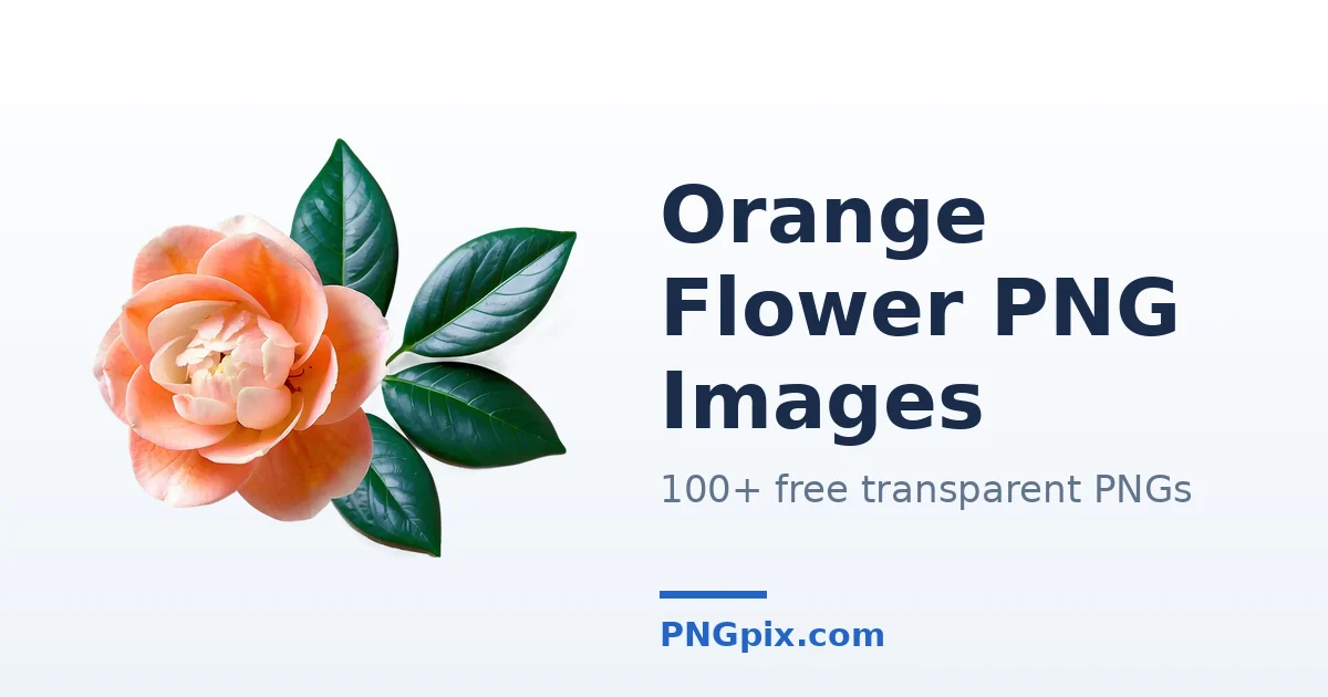 Orange Flower PNG images
