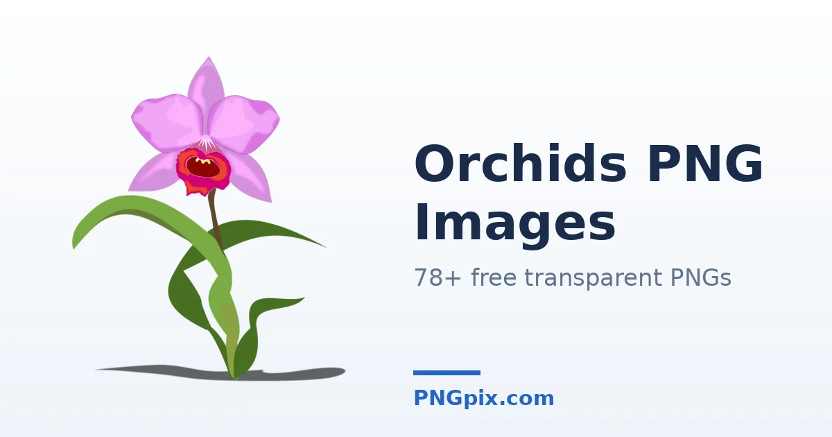 Orchids PNG images