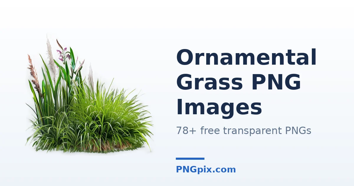 Ornamental Grass PNG images