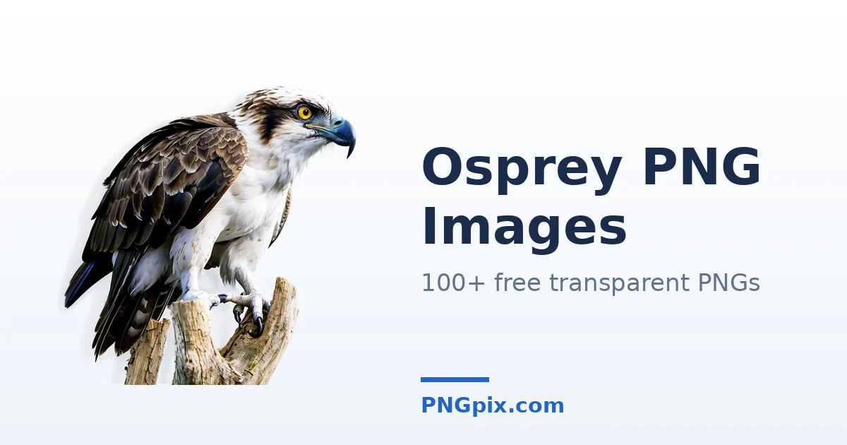 Osprey PNG images