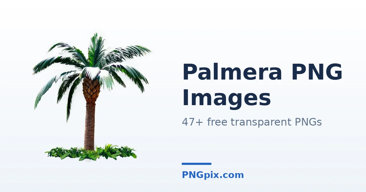Palmera PNG images