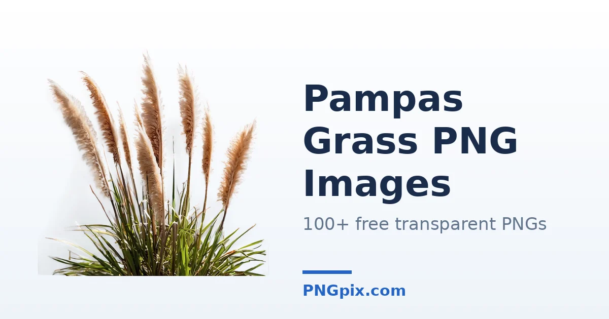 Pampas Grass PNG images