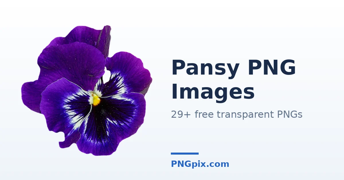 Pansy PNG images