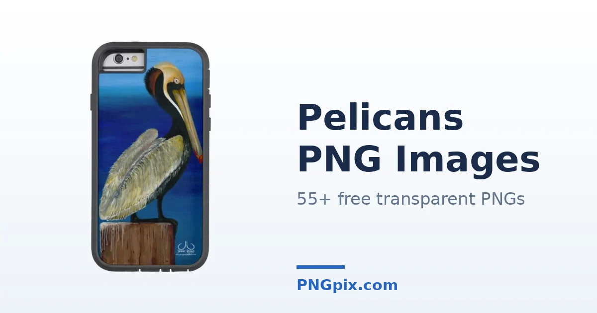 Pelicans PNG images