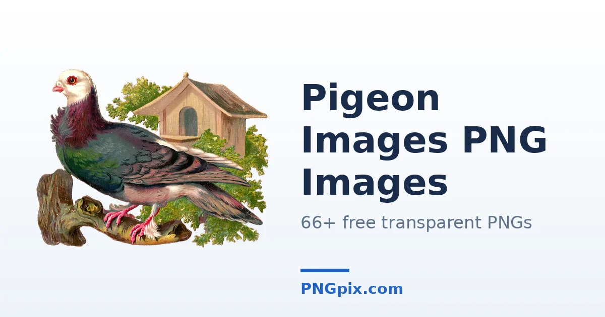 Pigeon Images PNG images