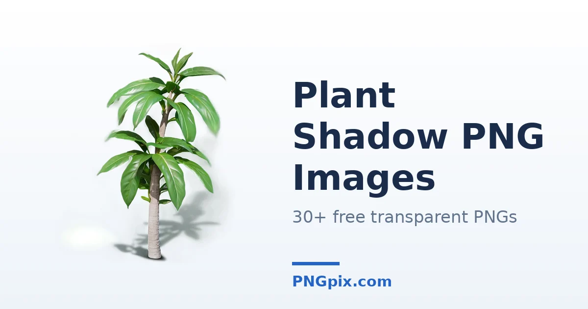 Plant Shadow PNG images