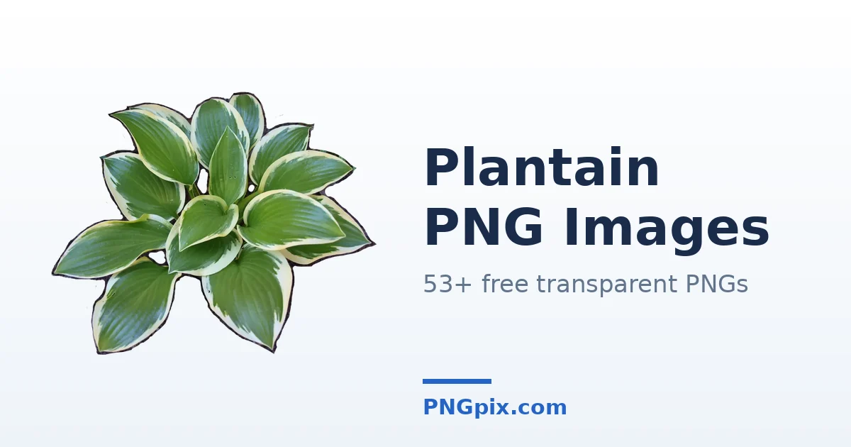 Plantain PNG images