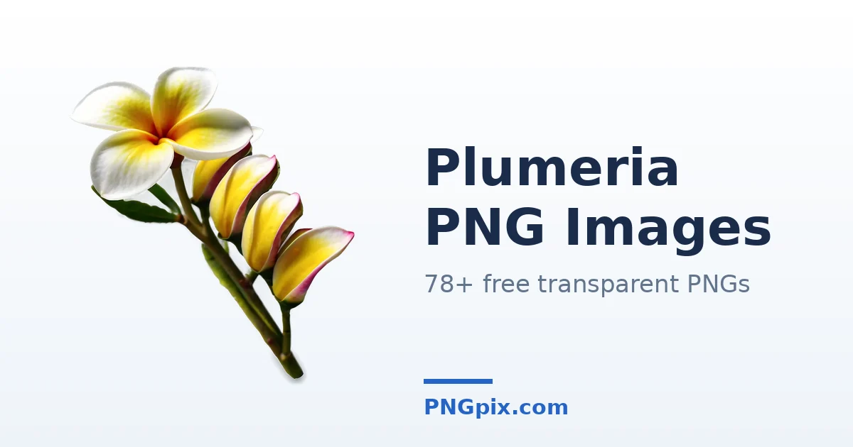 Plumeria PNG images