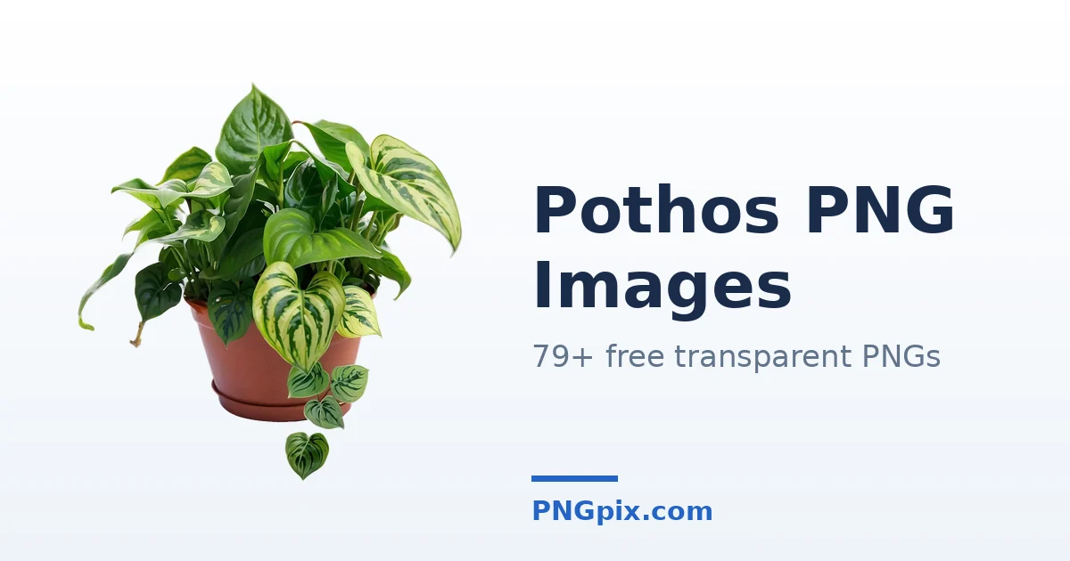 Pothos PNG images