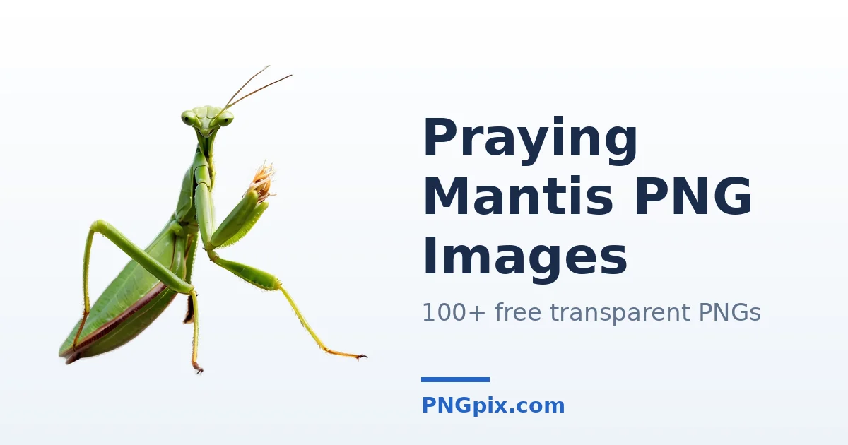 Praying Mantis PNG images
