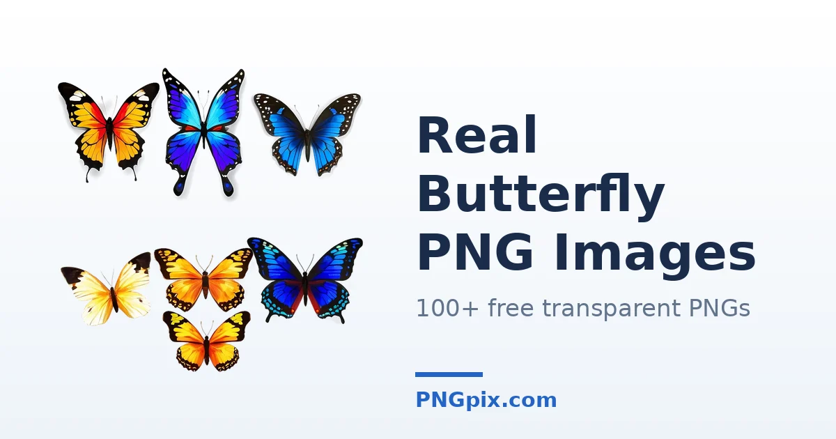 Real Butterfly PNG images