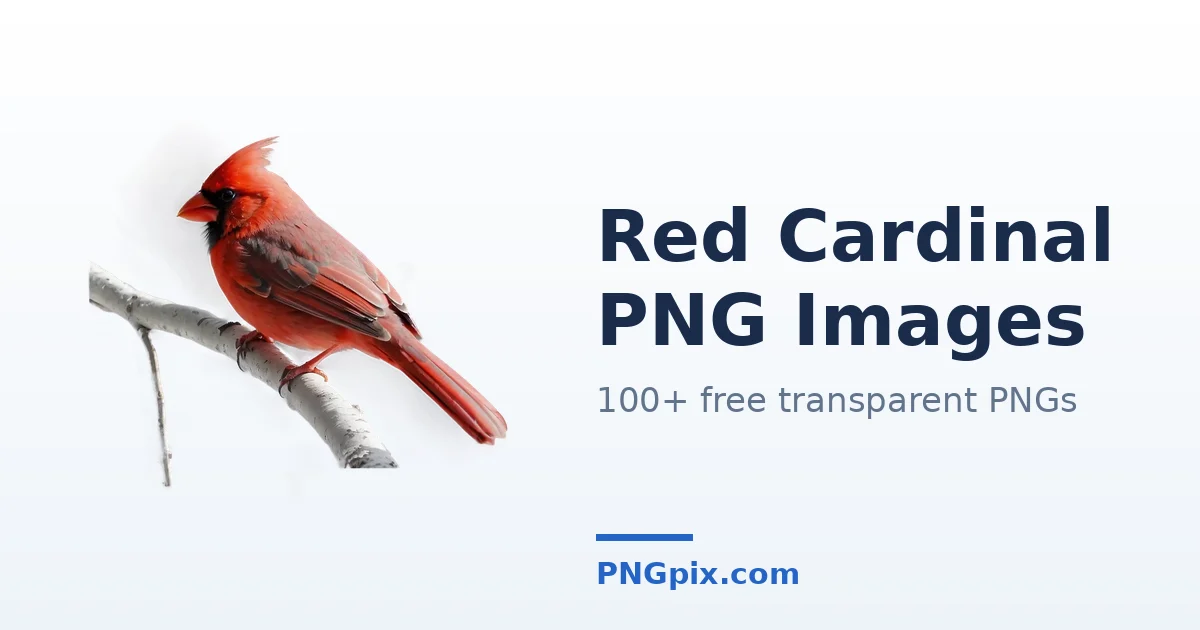 Red Cardinal PNG images