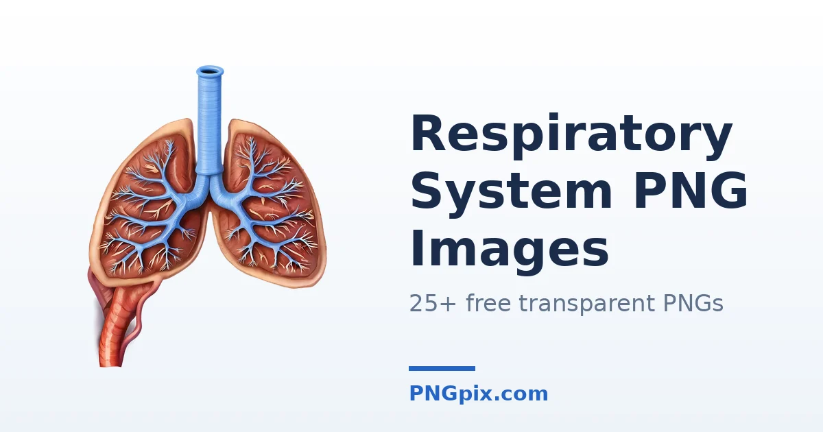 Respiratory System PNG images