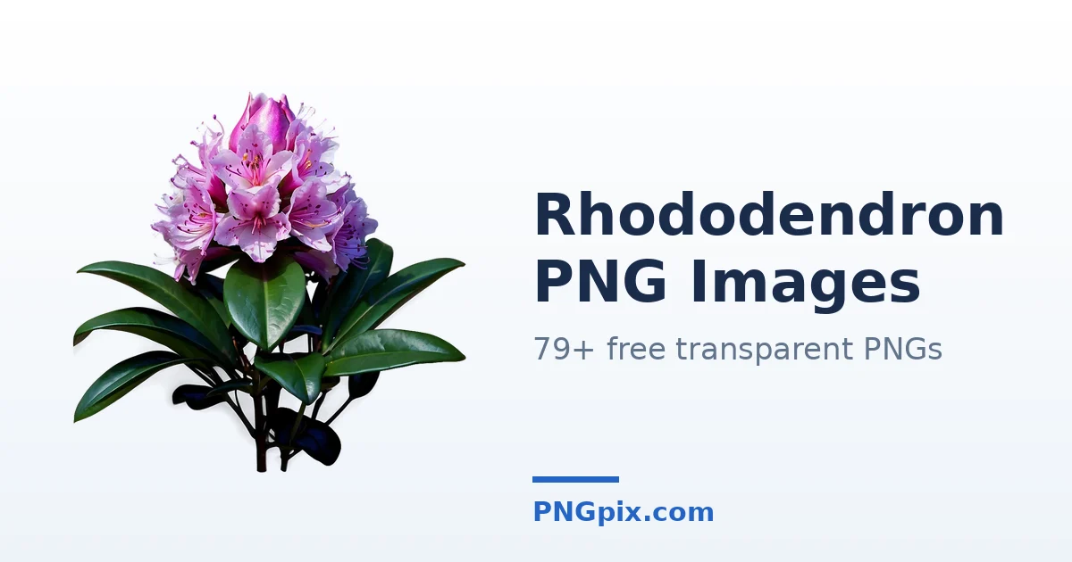 Rhododendron PNG images