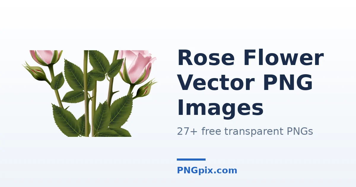 Rose Flower Vector PNG images