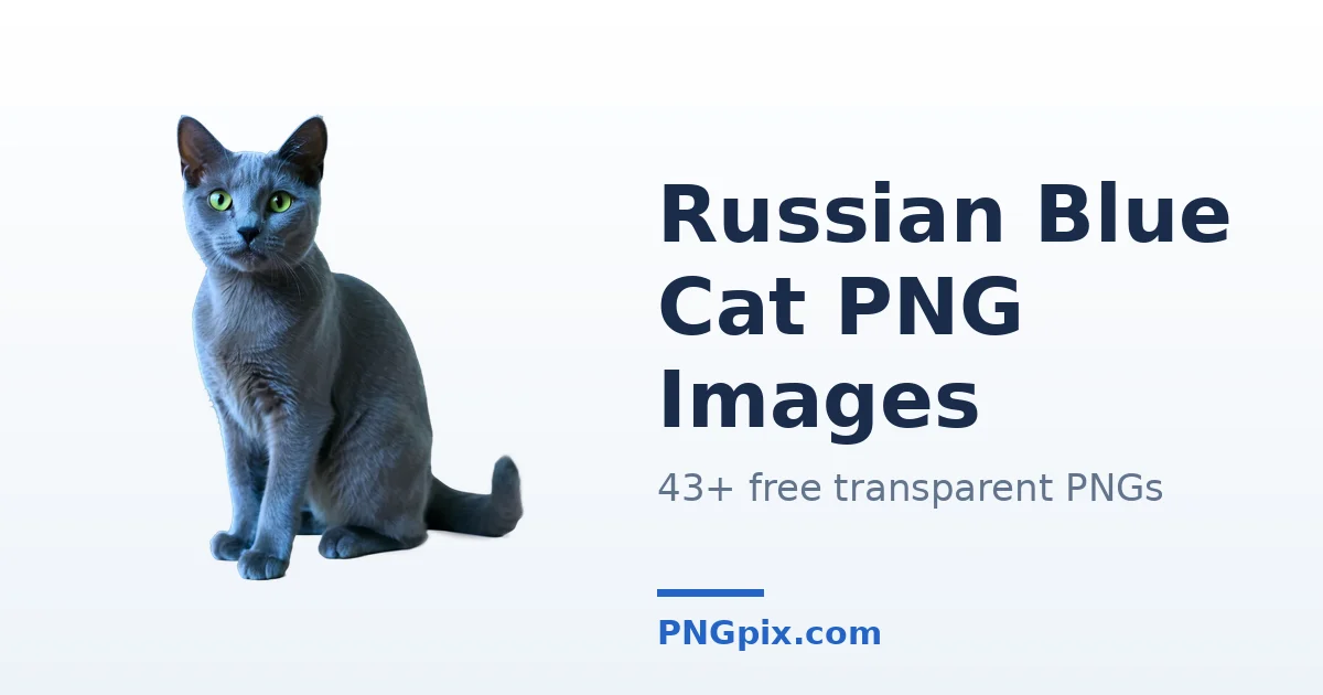 Russian Blue Cat PNG images