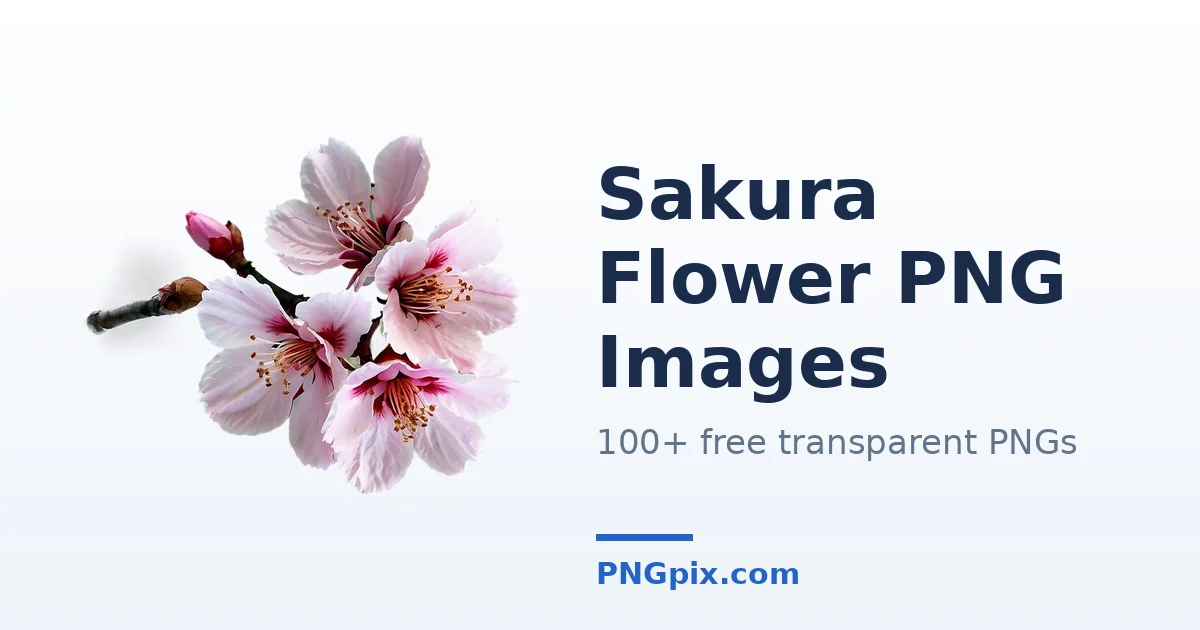 Sakura Flower PNG images